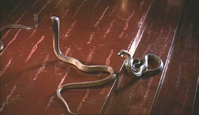 LA SERPIENTE DE DIOS